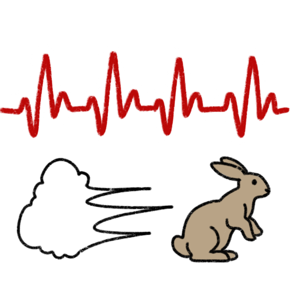 a fast heart rhythm pictured above a rabbit with a cloud behind it, indicating it’s fast.  